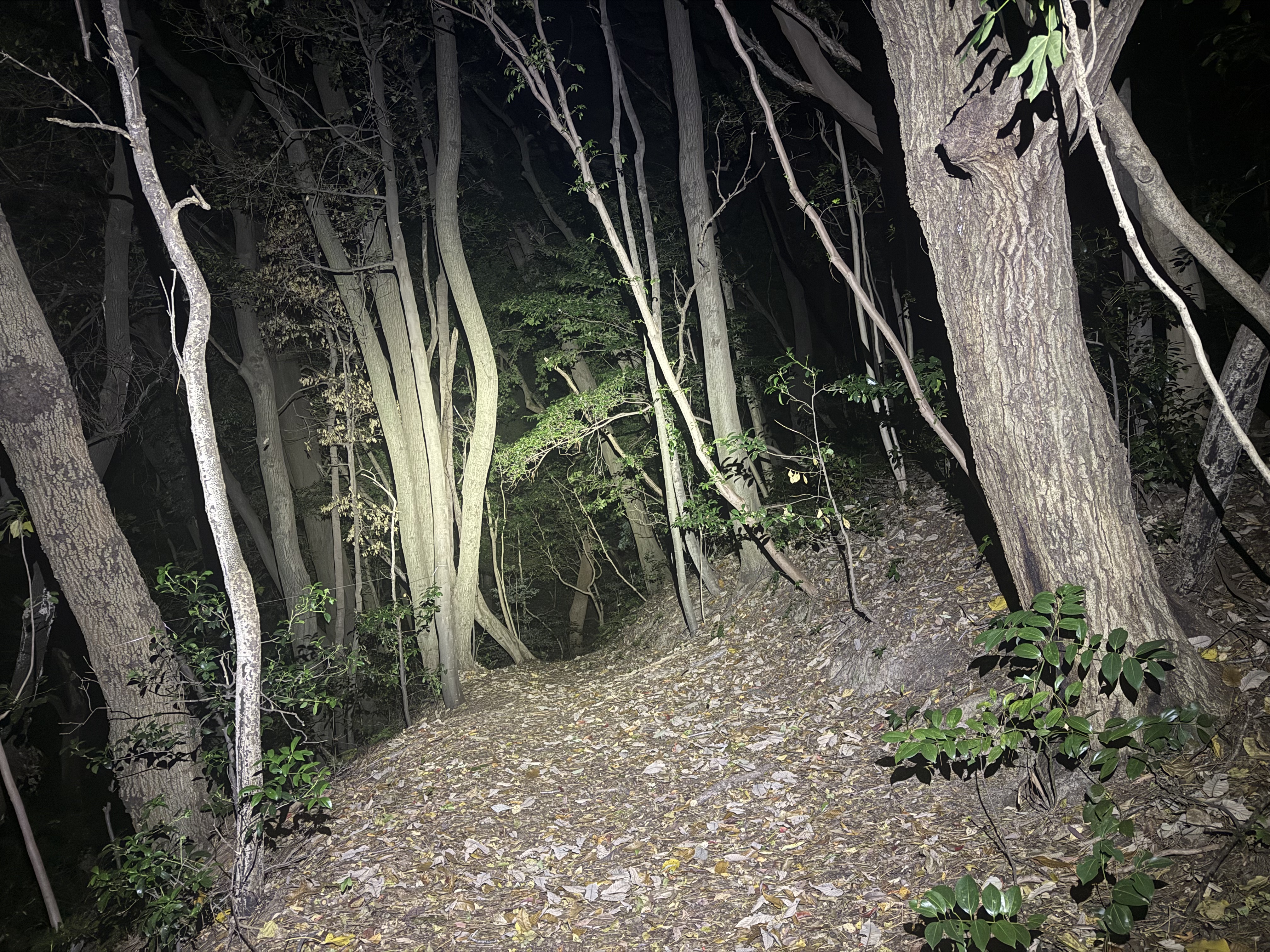 圧倒的な明るさと視認性