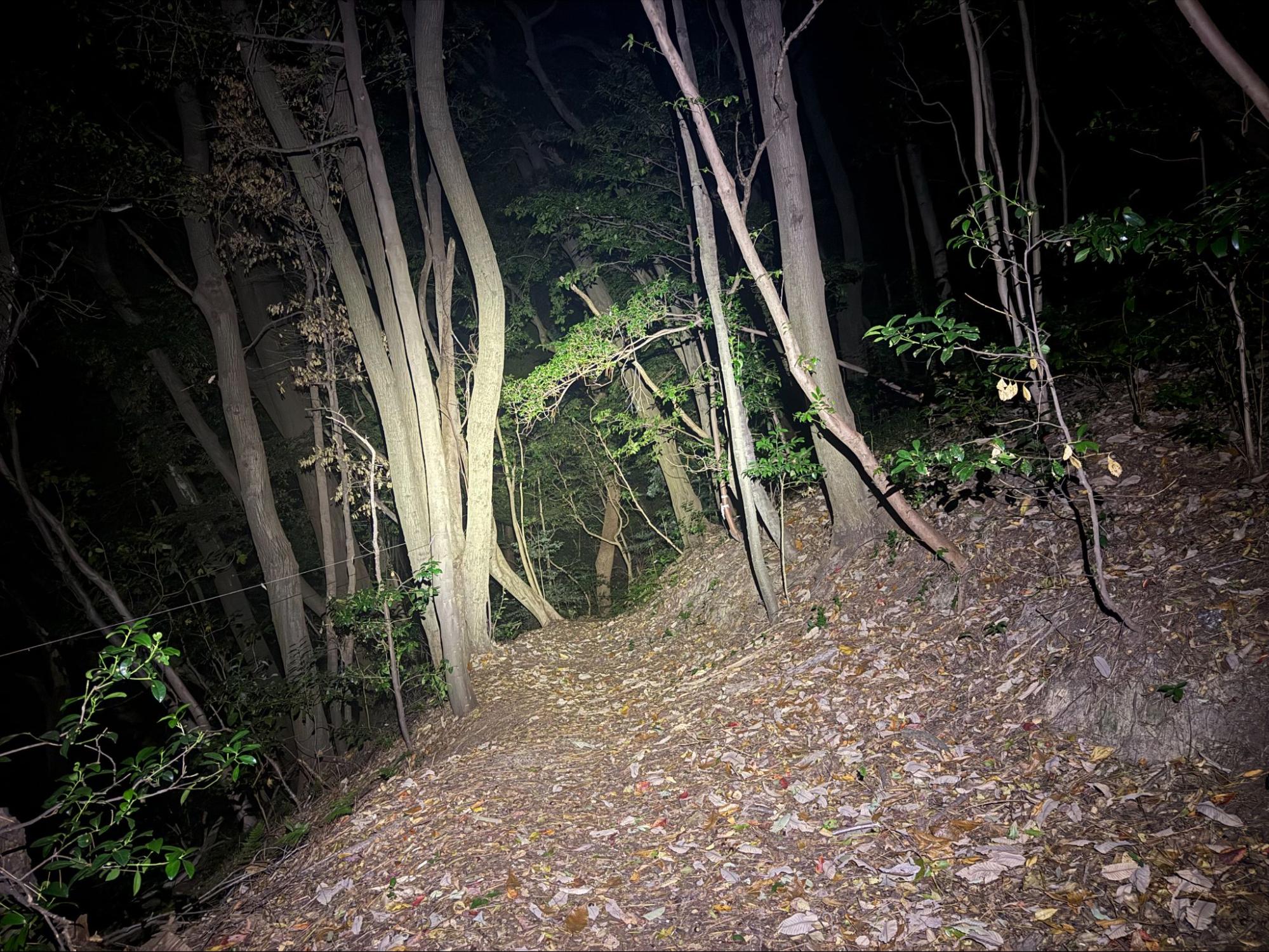 圧倒的な明るさと視認性