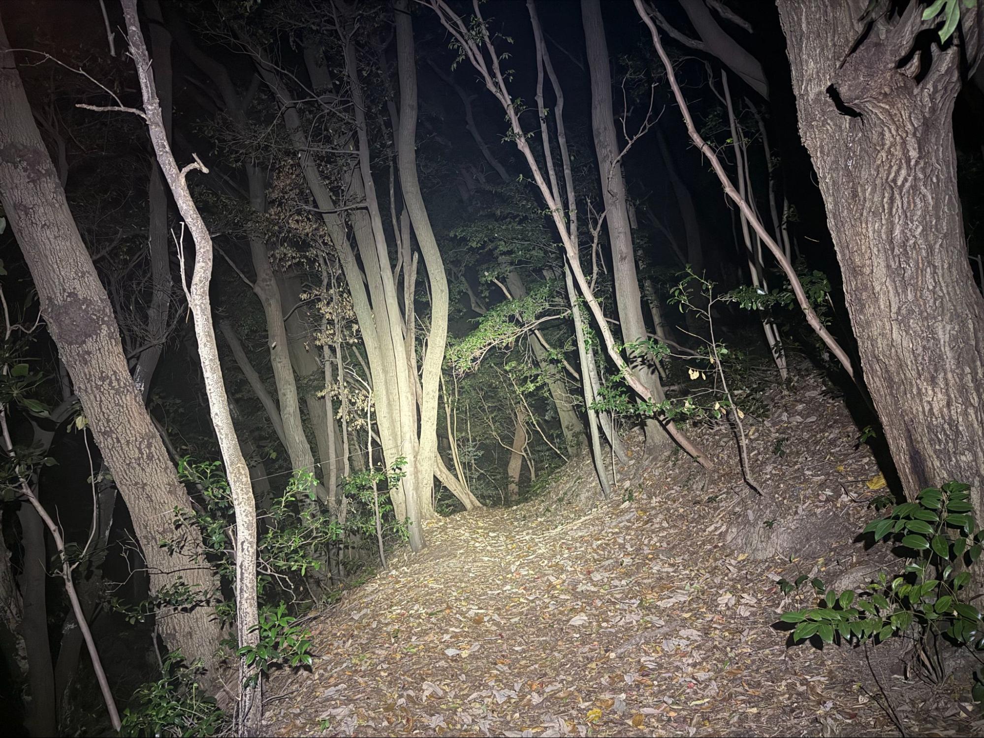 圧倒的な明るさと視認性